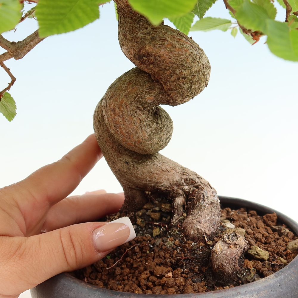 Bonsai da esterno -Carpinus Coreana - Carpino coreano