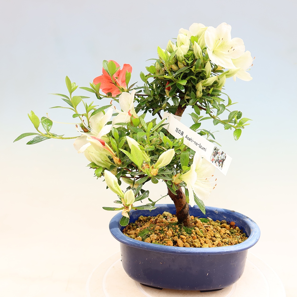 Bonsai da esterno - Azalea giapponese - Azalea Asahi-no-izumi