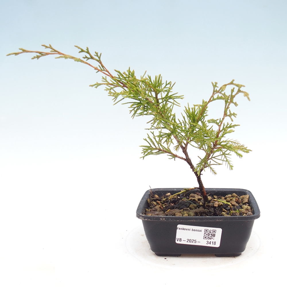 Bonsai da esterno - Juniperus chinensis Itoigawa