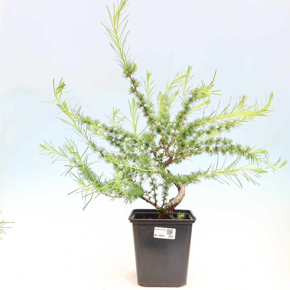 Bonsai da esterno -Larix decidua - Larice