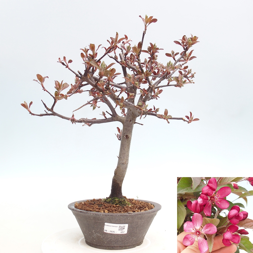 Bonsai da esterno -Malus domestica - Melo a piccoli frutti a foglie rosse