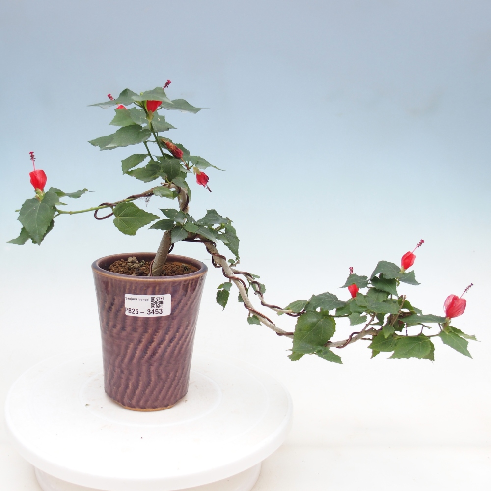 Bonsai da interno - Malvaviscus arboreus