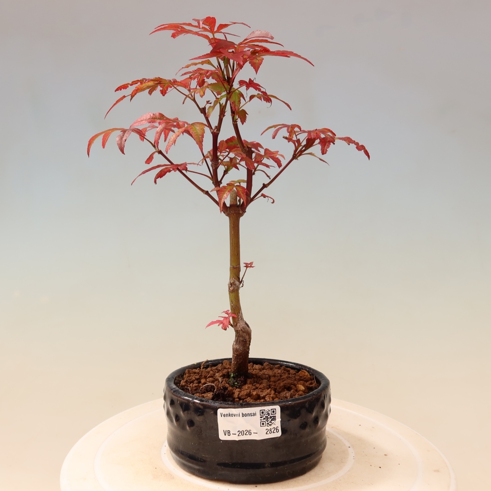 Bonsai da esterno - Palma Acer. Atropurpureum-Javor palmate