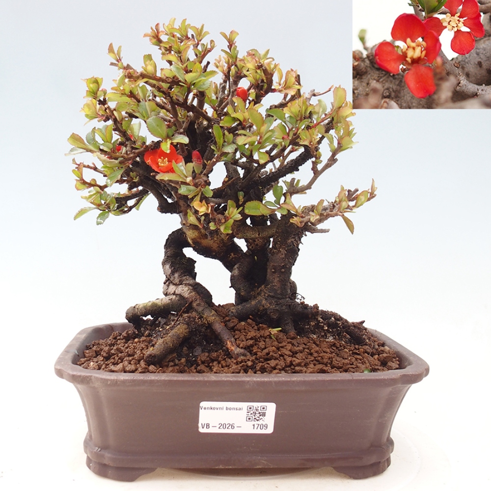 Bonsai da esterno - Chaneomeles speciosa - Cotogno