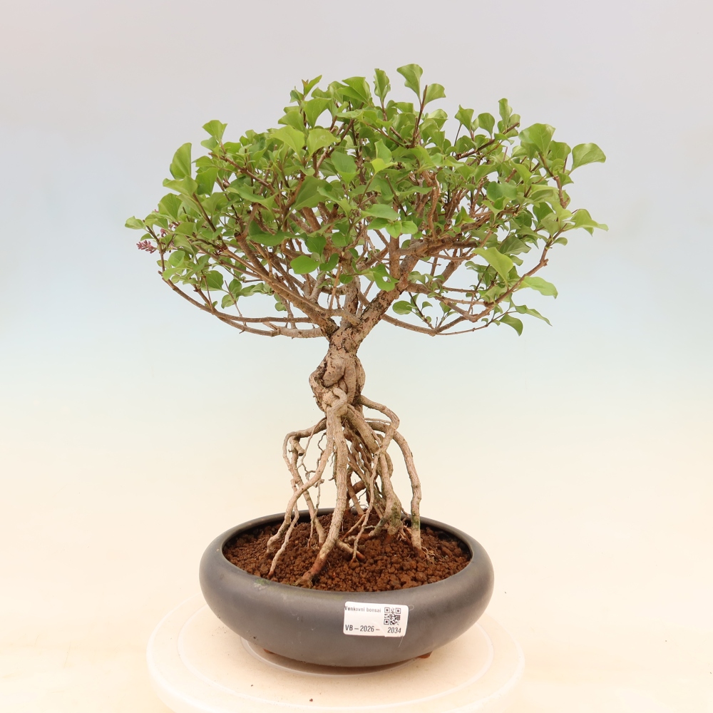 Bonsai da esterno - Syringa microphylla - lillà a fiore piccolo