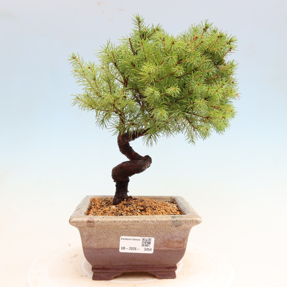 Bonsai da esterno - Abete grigio - Picea glauca globe