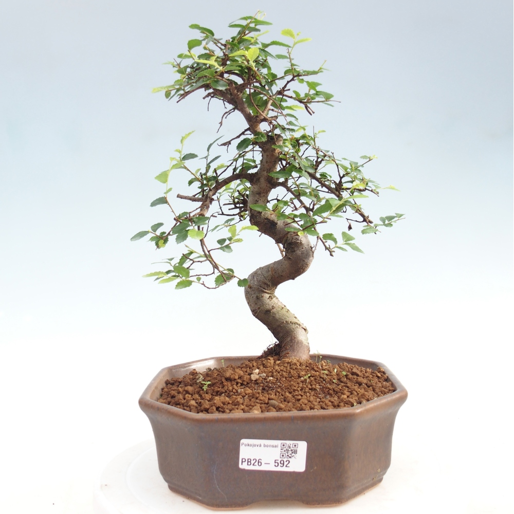 Camera bonsai - Ulmus parvifolia - Olmo a foglie piccole