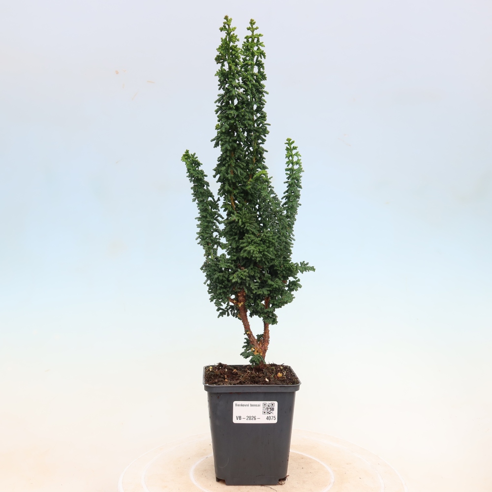 Bonsai da esterno - Cham. obtusa SEKKA HINOKI - Cipresso
