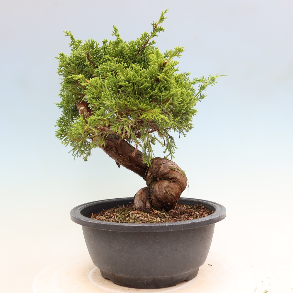 Bonsai da esterno - Juniperus chinensis Itoigawa-Juniperus chinensis