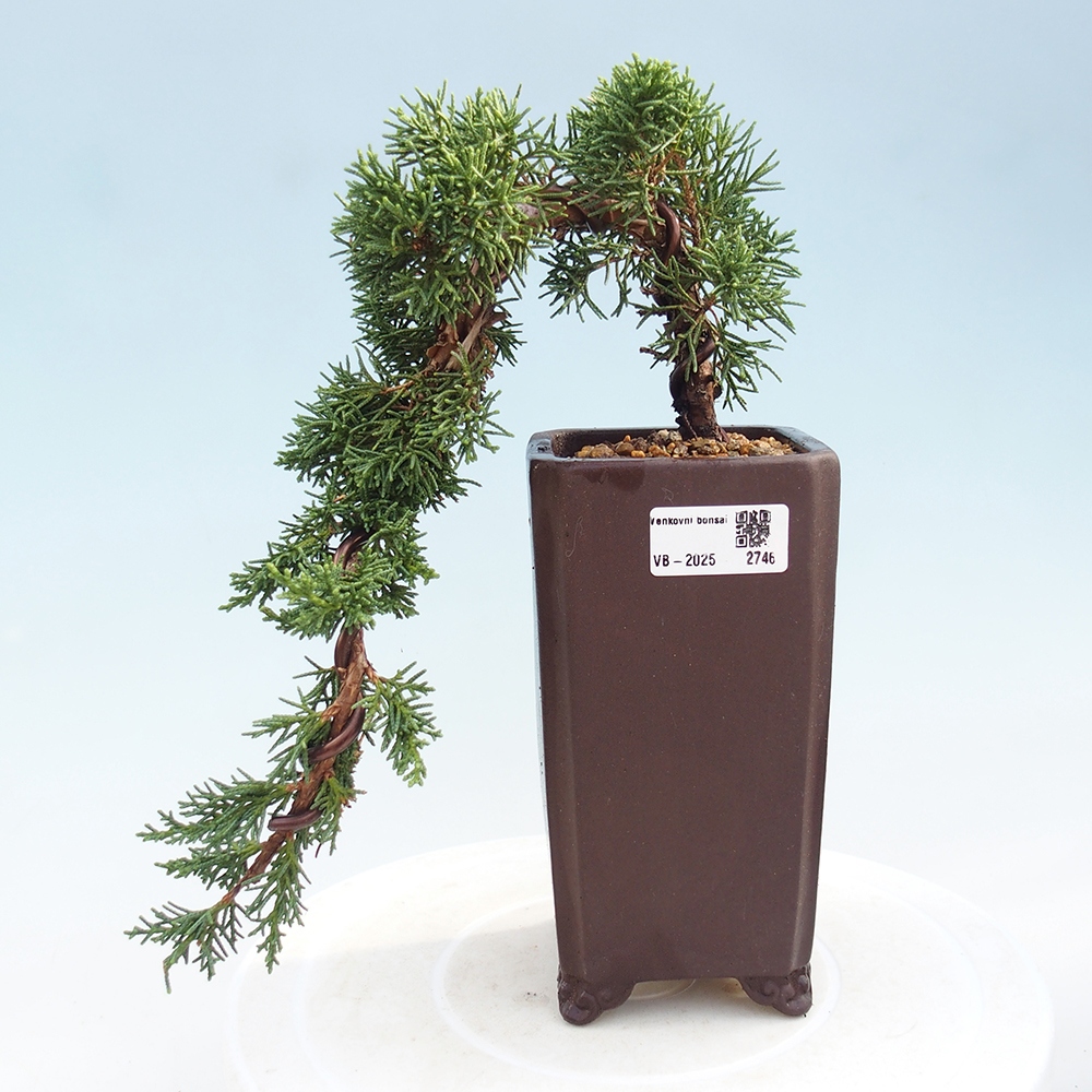 Bonsai da esterno - Juniperus chinensis Kishu