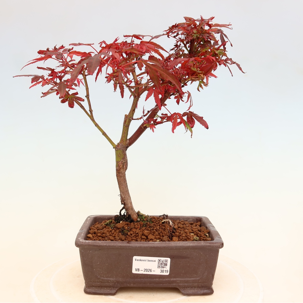 Bonsai da esterno - Acero palmatum - Acer palmatum Berry Broom 