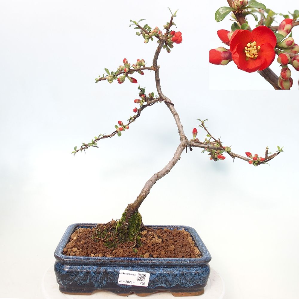 Bonsai da esterno - Chaneomeles sup. Nicoline - Cotogno