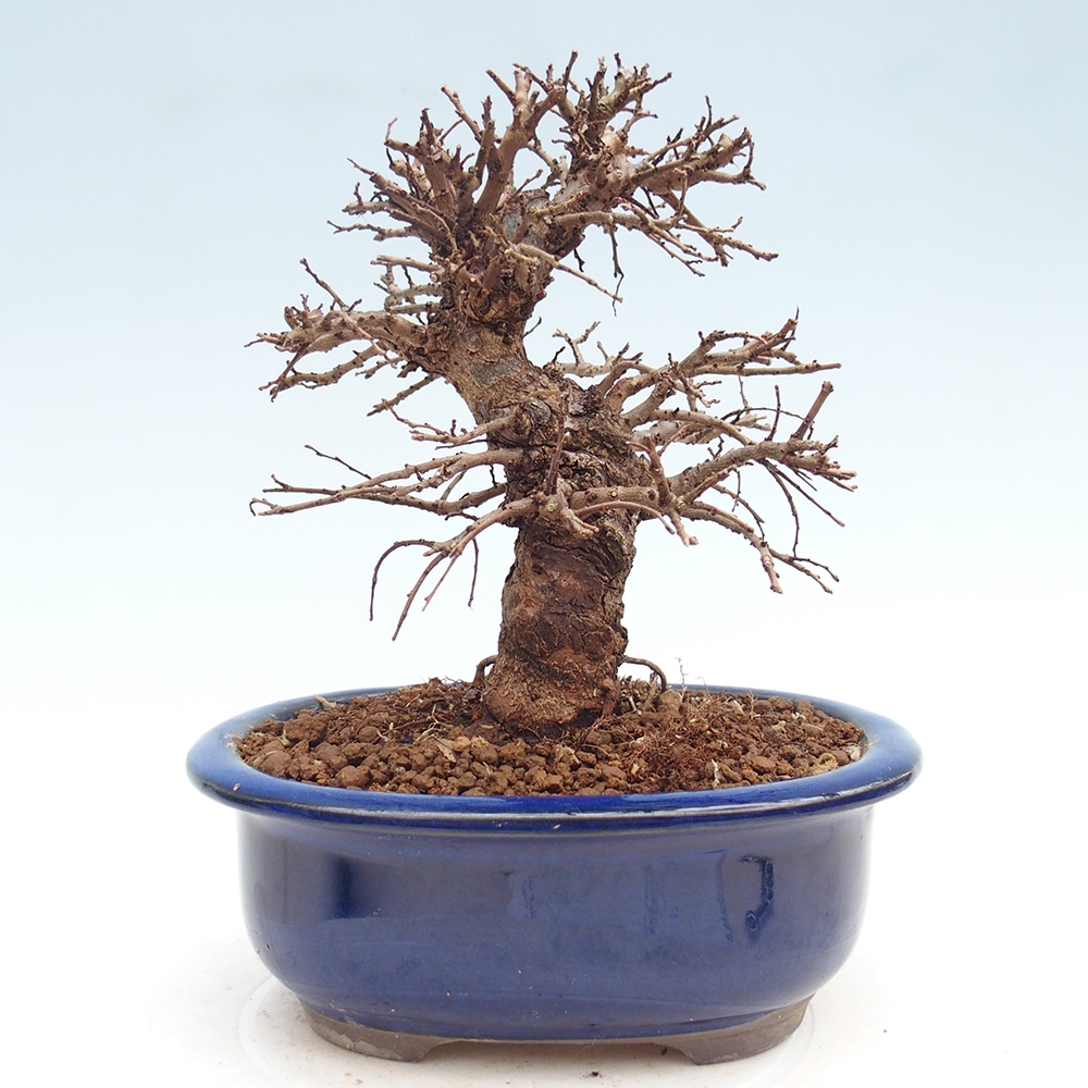 Bonsai da esterno - Zelkova - Zelkova NIRE