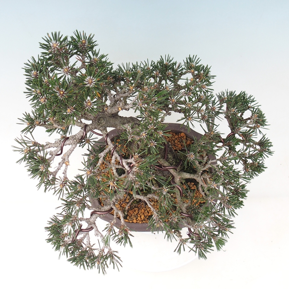 Bonsai da esterno - Pinus thunbergii Kotobuki - Pino di Thunberg