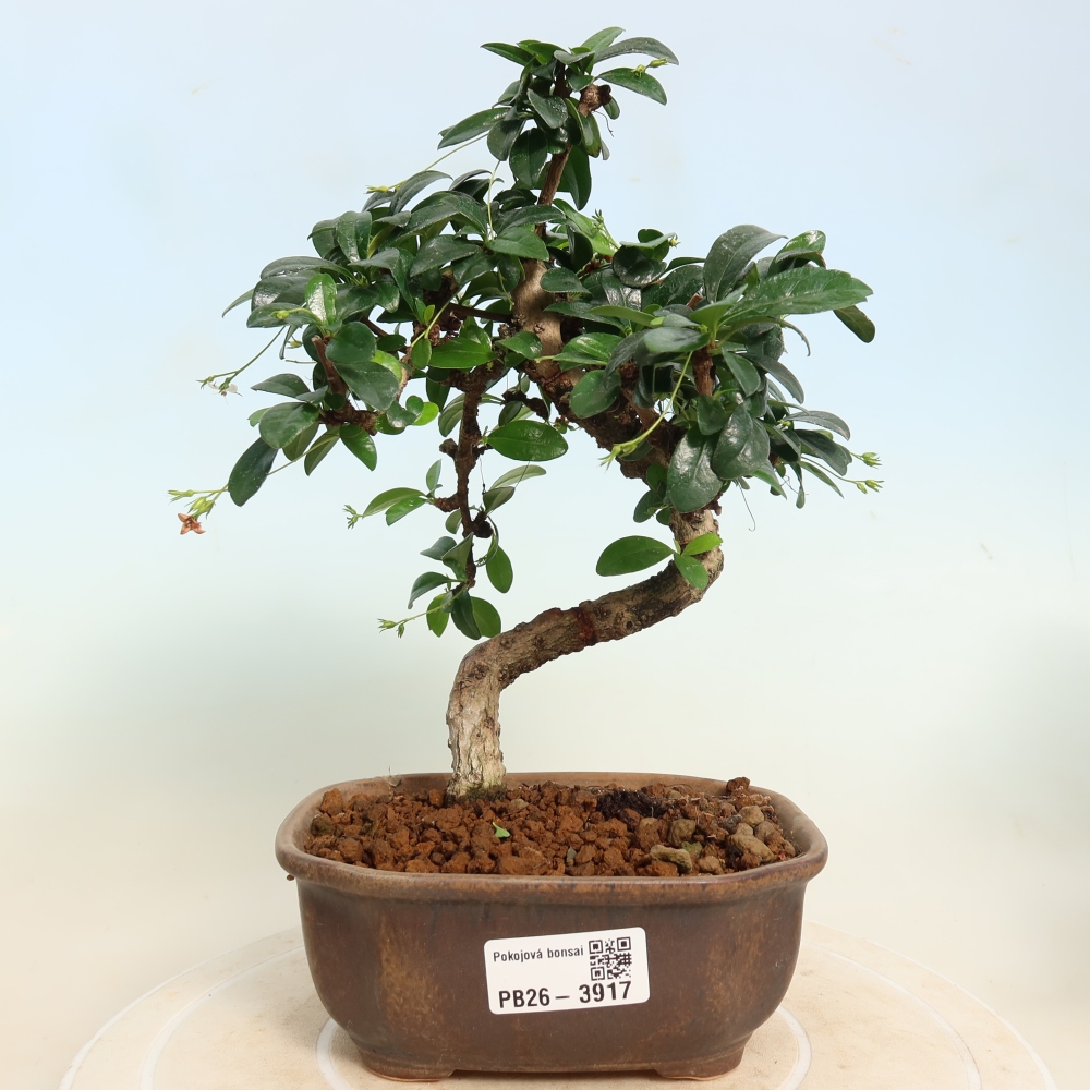 Camera bonsai - Carmona macrophylla - Tea fuki