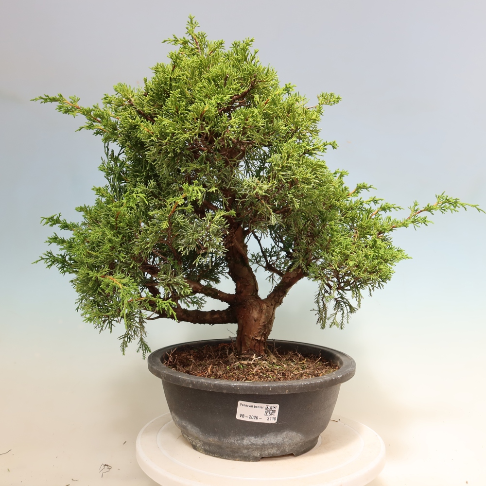 Bonsai da esterno - Juniperus chinensis Itoigawa-Juniperus chinensis