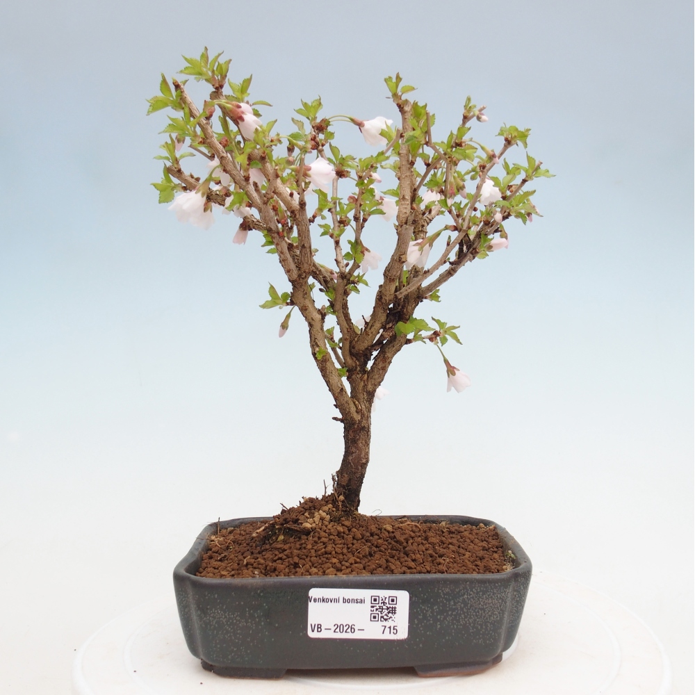 Bonsai da esterno - Prunus incisa Kojou-no mai-Plivon ritagliato