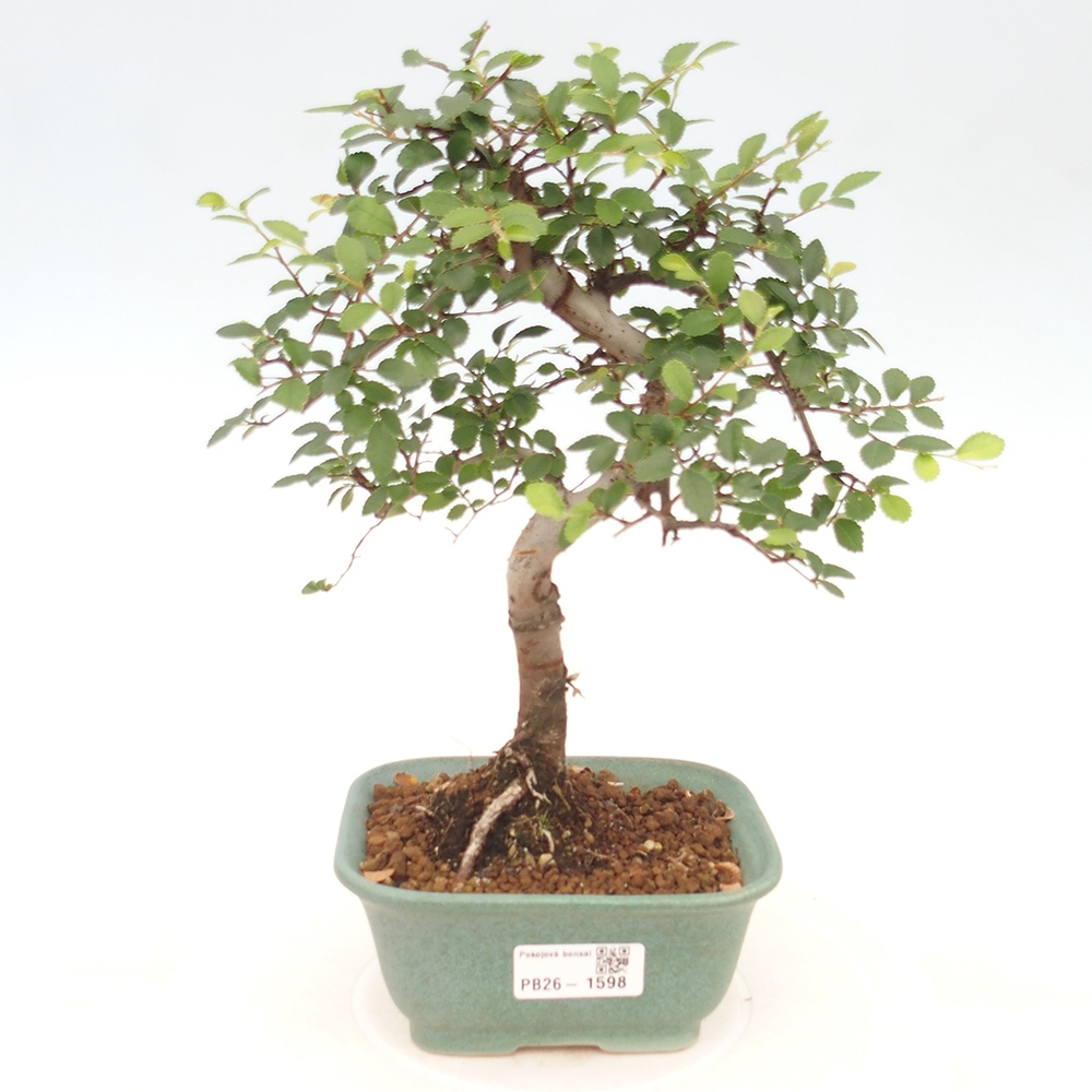 Camera bonsai - Ulmus parvifolia - Olmo a foglie piccole