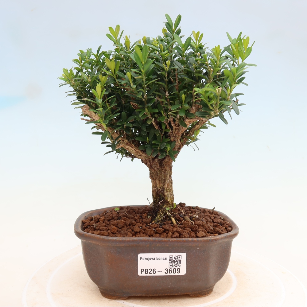 Camera bonsai - Buxus harlandii - buxus da sughero