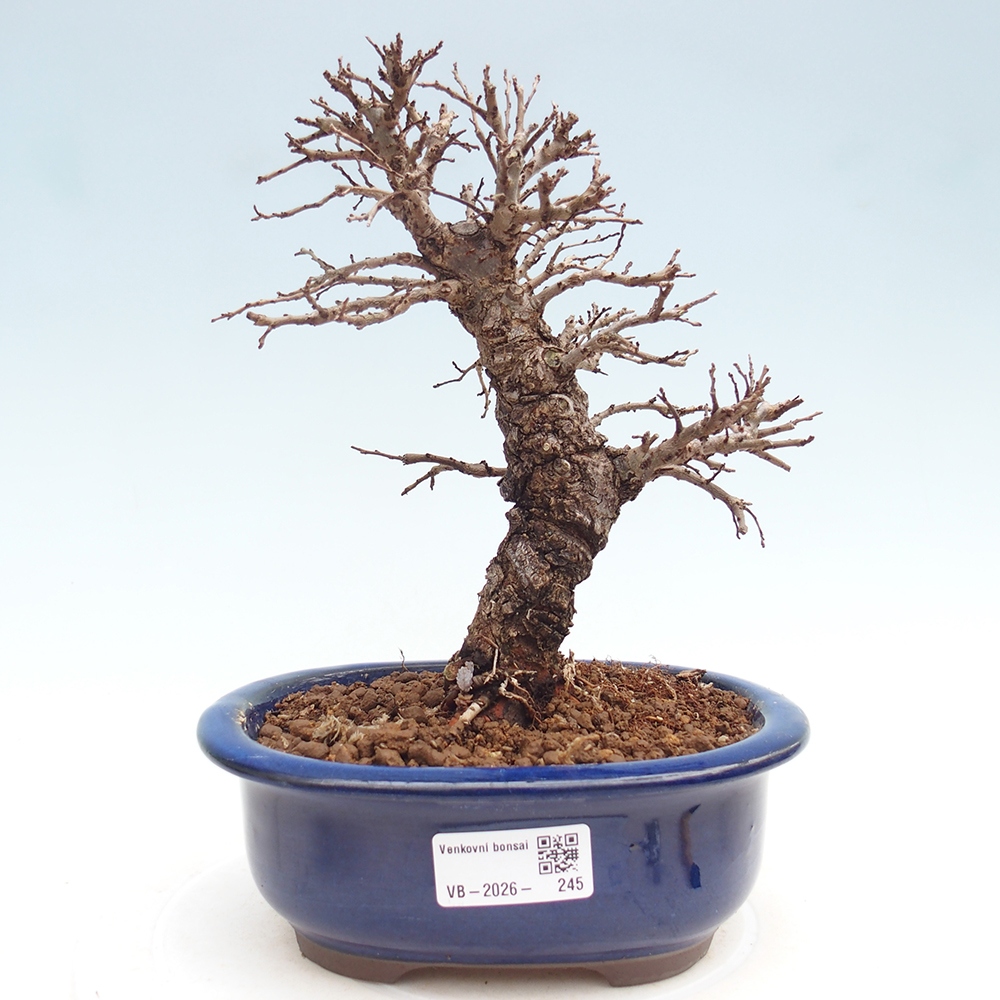Bonsai da esterno - Zelkova - Zelkova NIRE