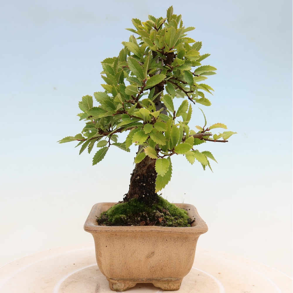 Bonsai da esterno - Zelkova - Zelkova NIRE