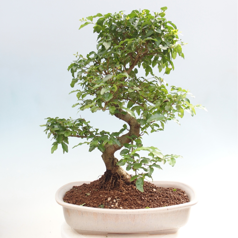 Camera bonsai -Ligustrum chinensis - Becco d'uccello