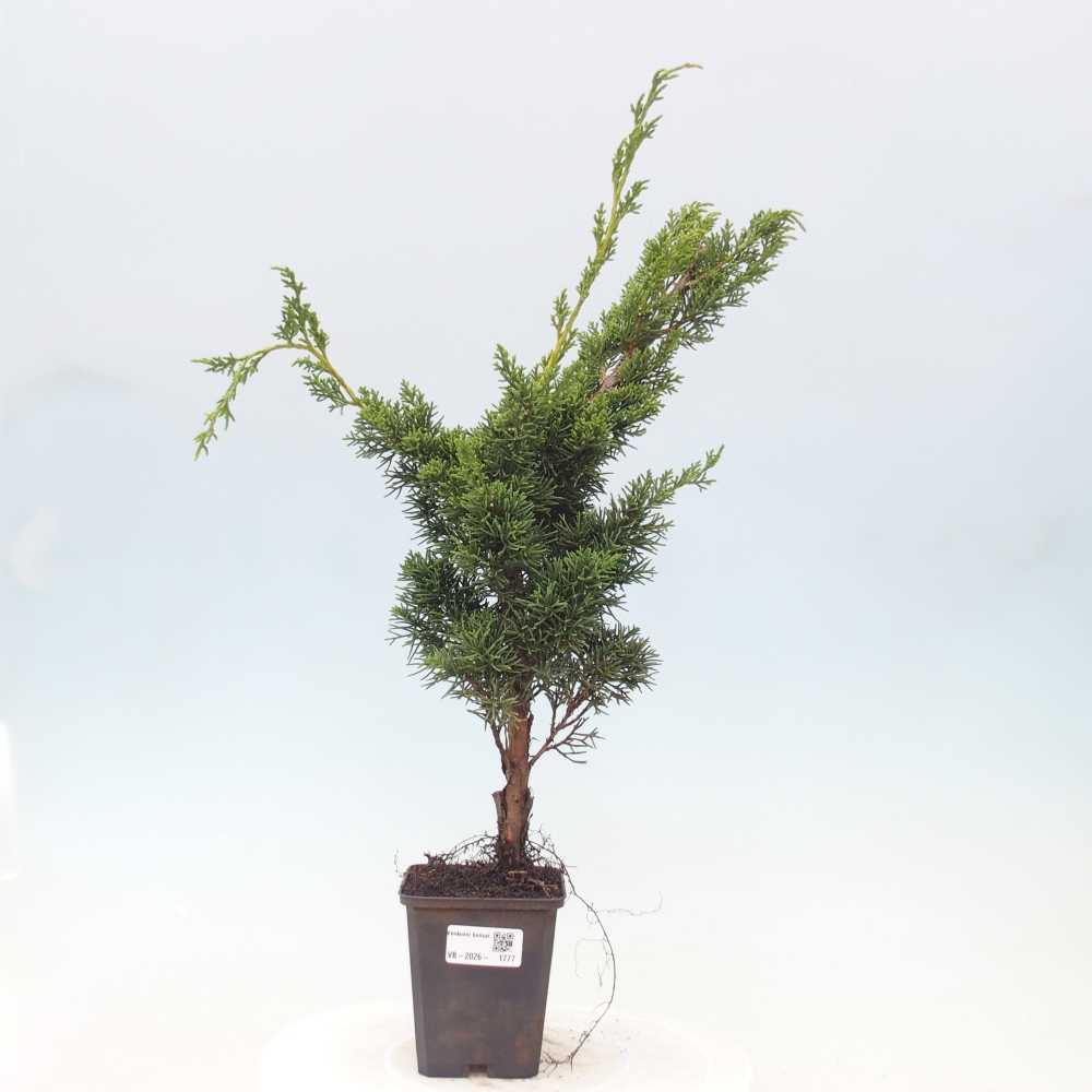 Bonsai da esterno - Juniperus chinensis Kishu