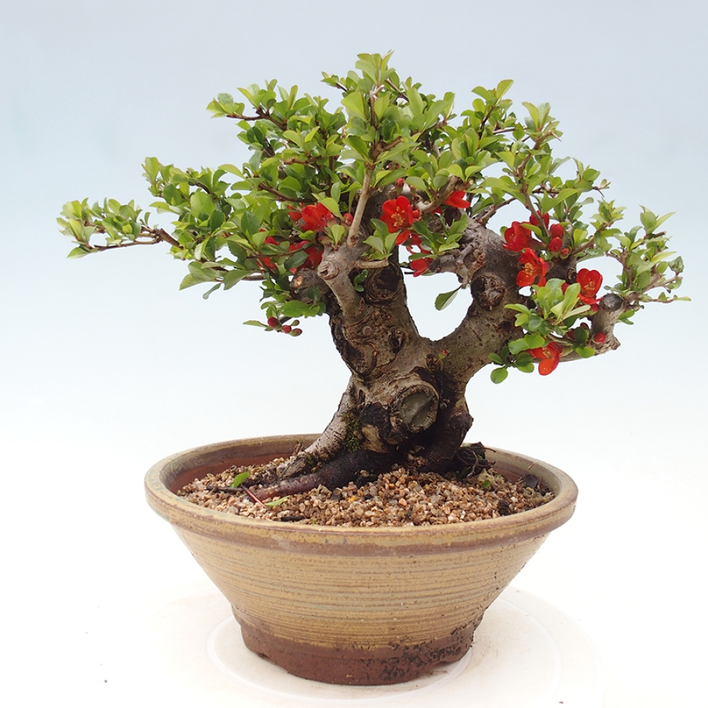 Bonsai da esterno - Chaneomeles speciosa - Cotogno