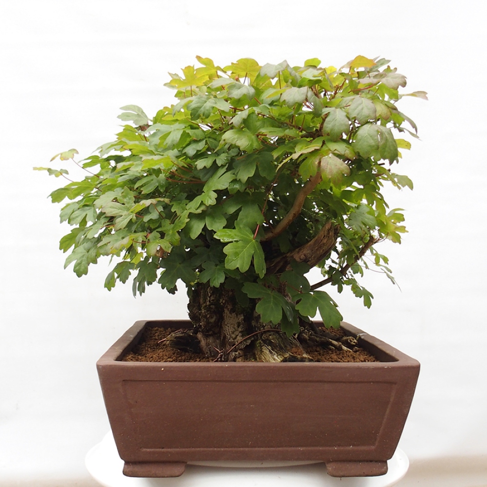 Bonsai da esterno -Javor babyka - Acer campestre