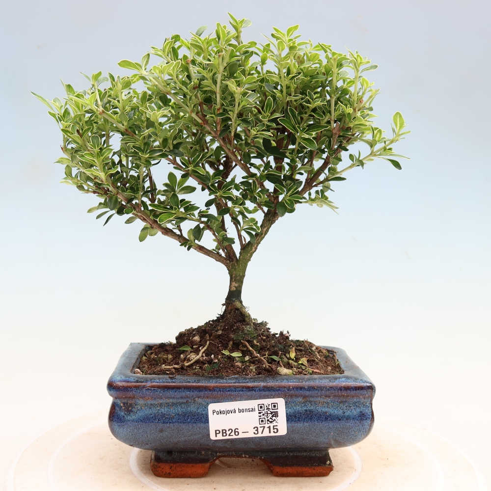 Camera bonsai - Serissa foetida Variegata - Albero delle mille stelle
