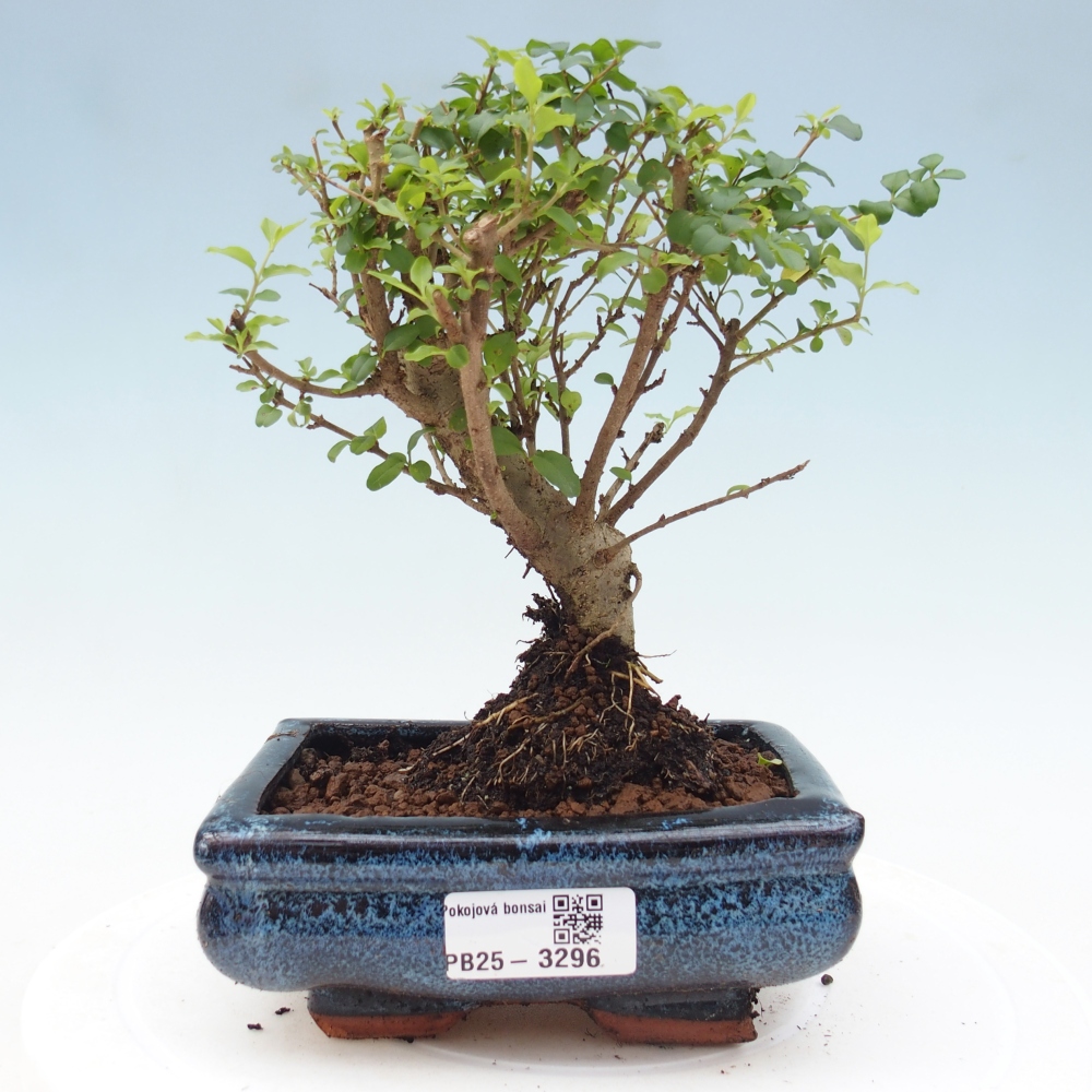 Camera bonsai -Ligustrum chinensis - Becco d'uccello