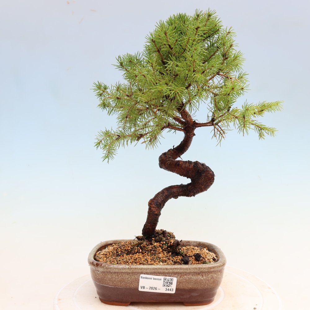 Bonsai da esterno - Abete grigio - Picea glauca globe