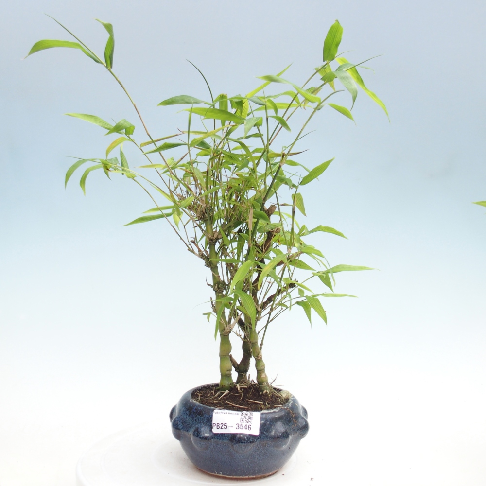 Camera bonsai - Bamboo budha-Bamboo budha belly