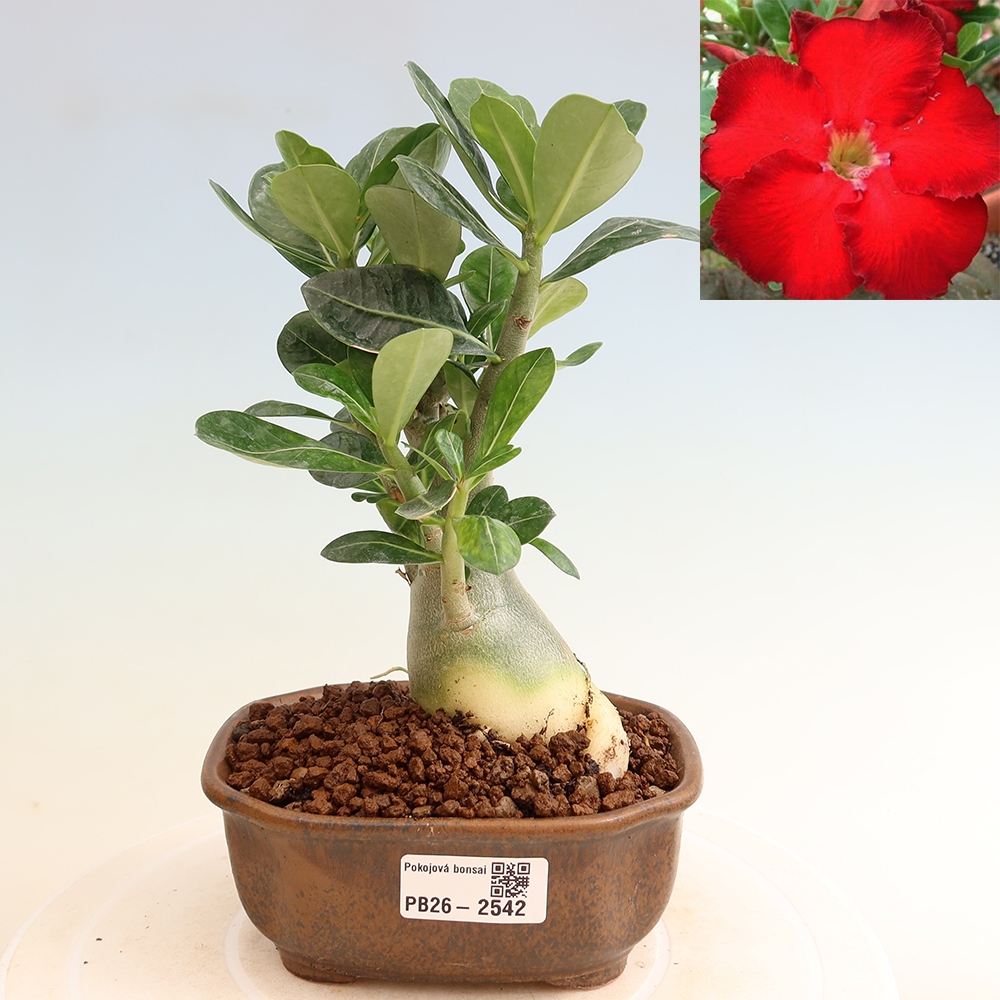 Bonsai da interno - Adenium obesum Red Star - Rosa del deserto