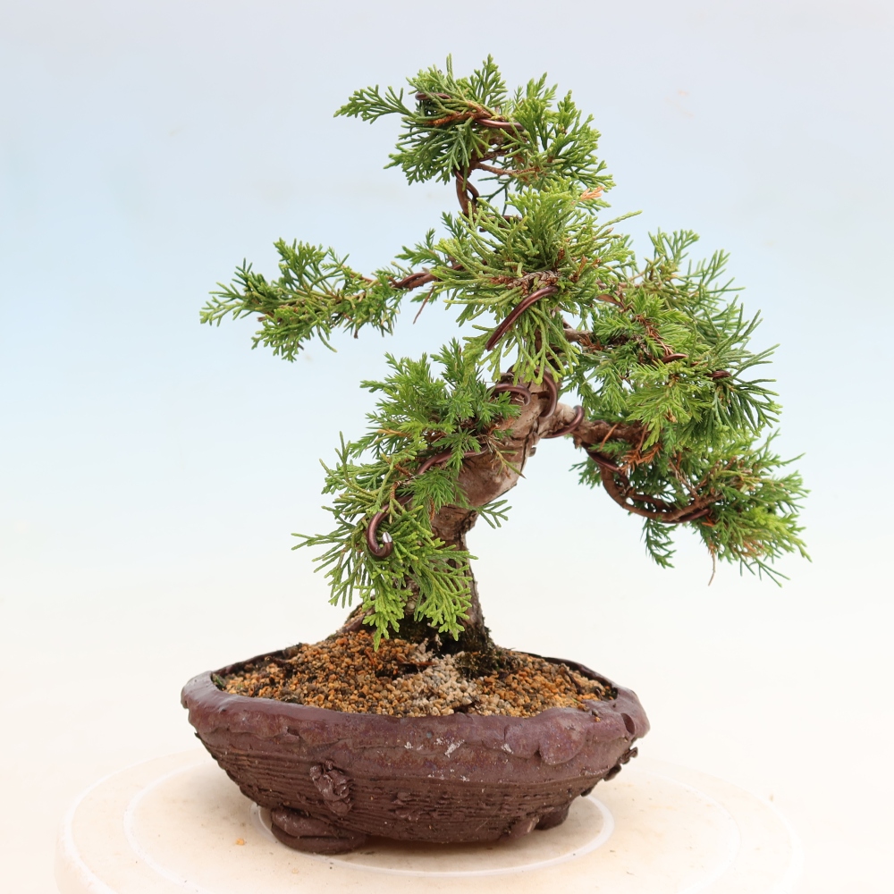 Bonsai da esterno - Juniperus chinensis Itoigawa-Juniperus chinensis