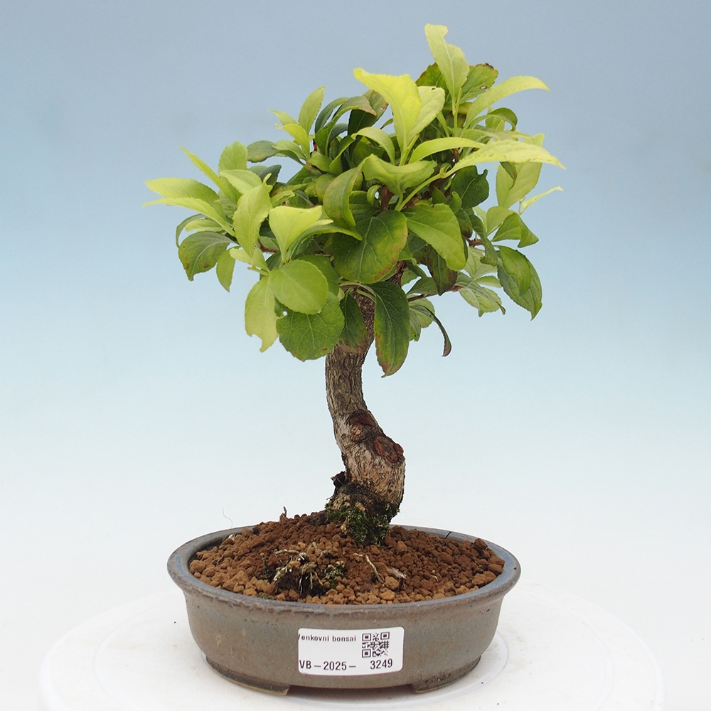 Bonsai da esterno - Celastrus orbiculatus