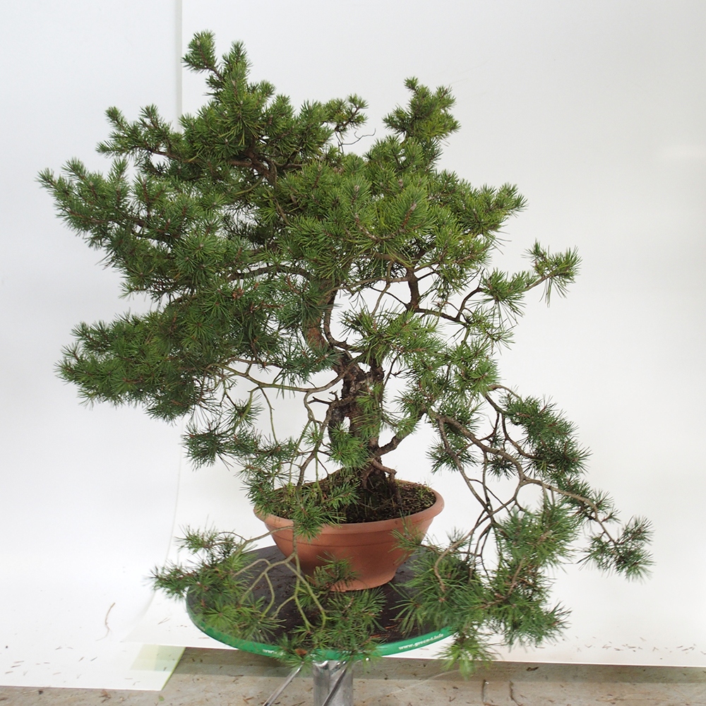 Yamadori - Pinus sylvestris Spagna