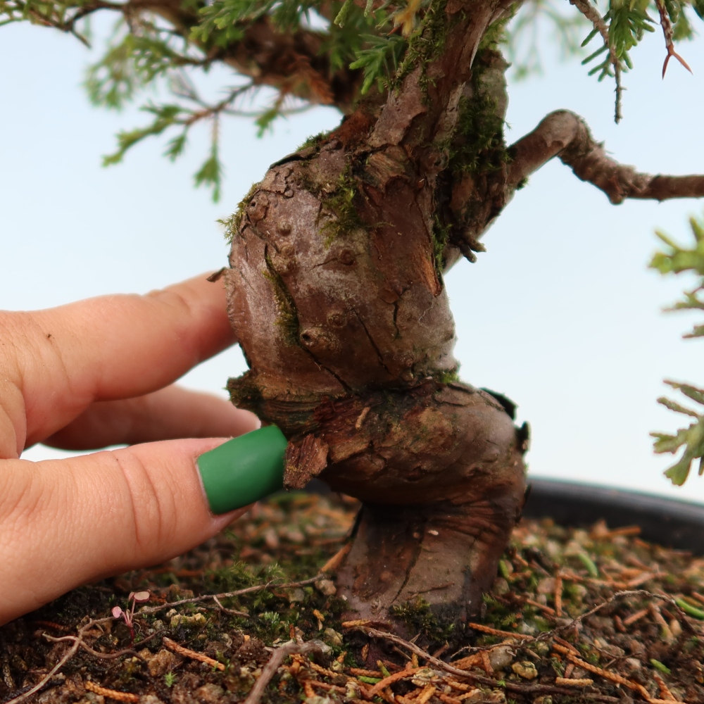 Bonsai da esterno - Juniperus chinensis Itoigawa-Juniperus chinensis