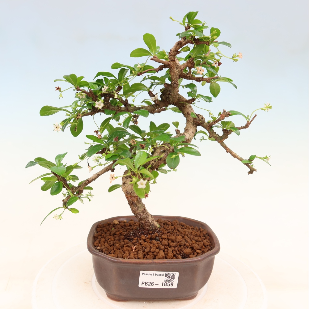 Camera bonsai - Carmona macrophylla - Tea fuki