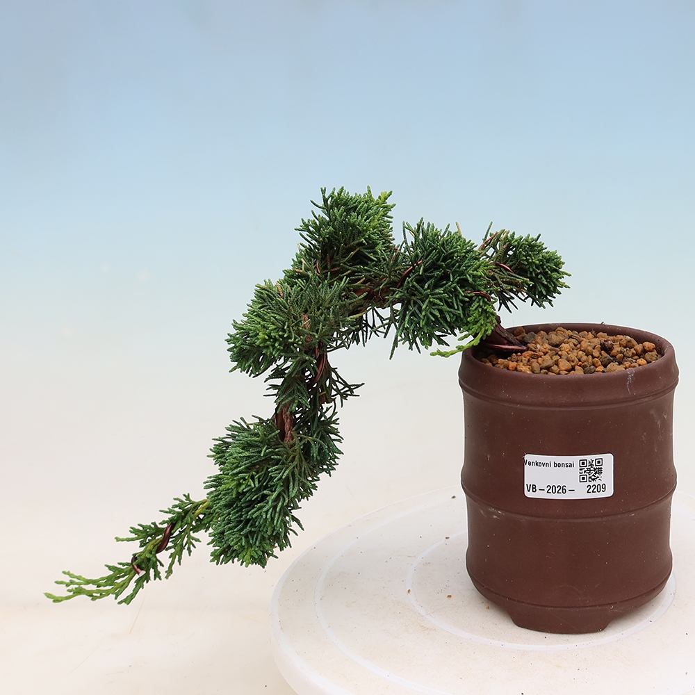 Bonsai da esterno - Juniperus chinensis Kishu