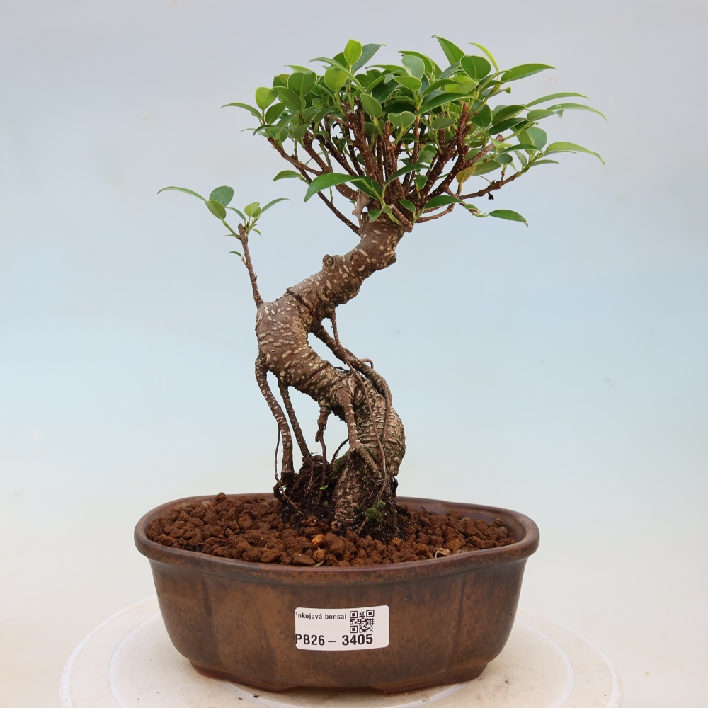 Camera bonsai - Ficus kimmen - ficus a foglie piccole