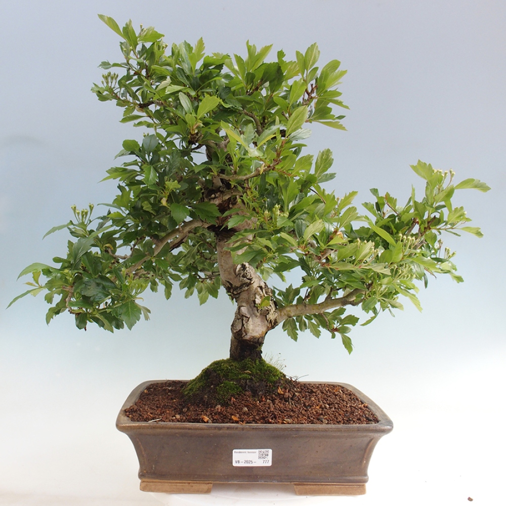 Bonsai da esterno - Biancospino - Crataegus cuneata