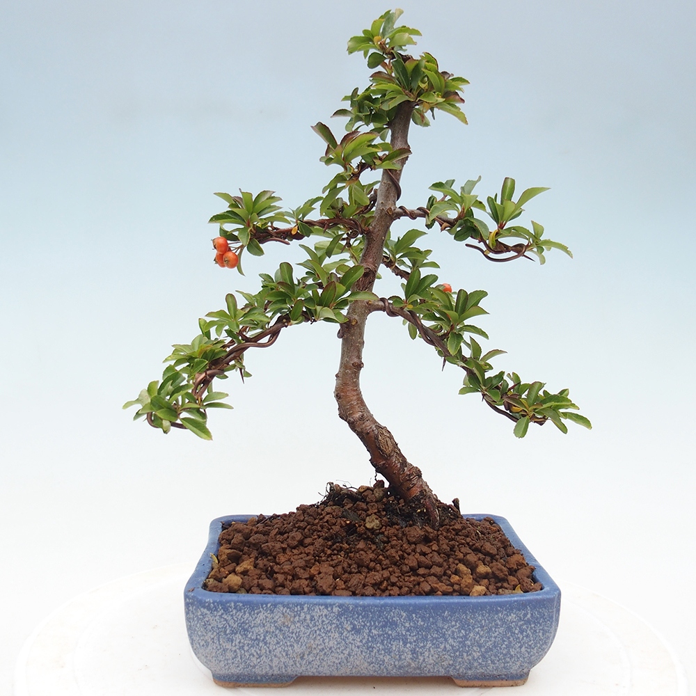Bonsai da esterno-Pyracantha Teton -Hlox