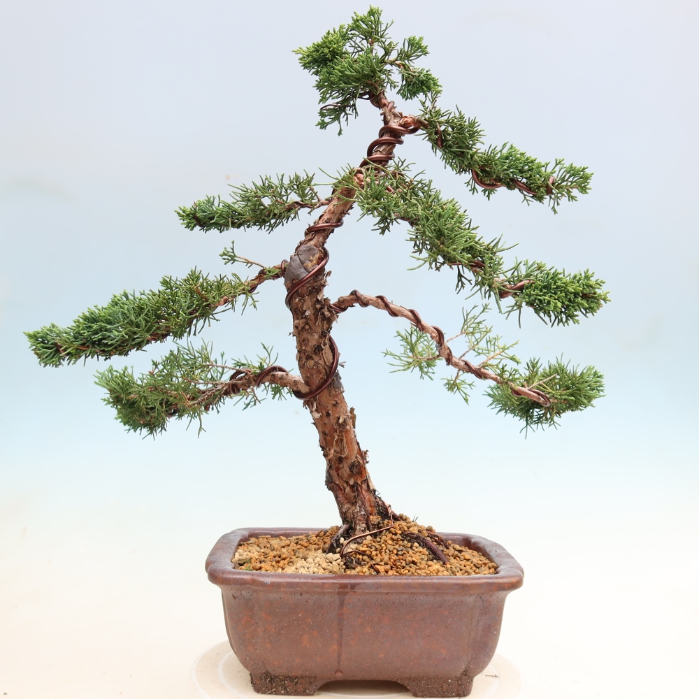 Bonsai da esterno - Juniperus chinensis Kishu