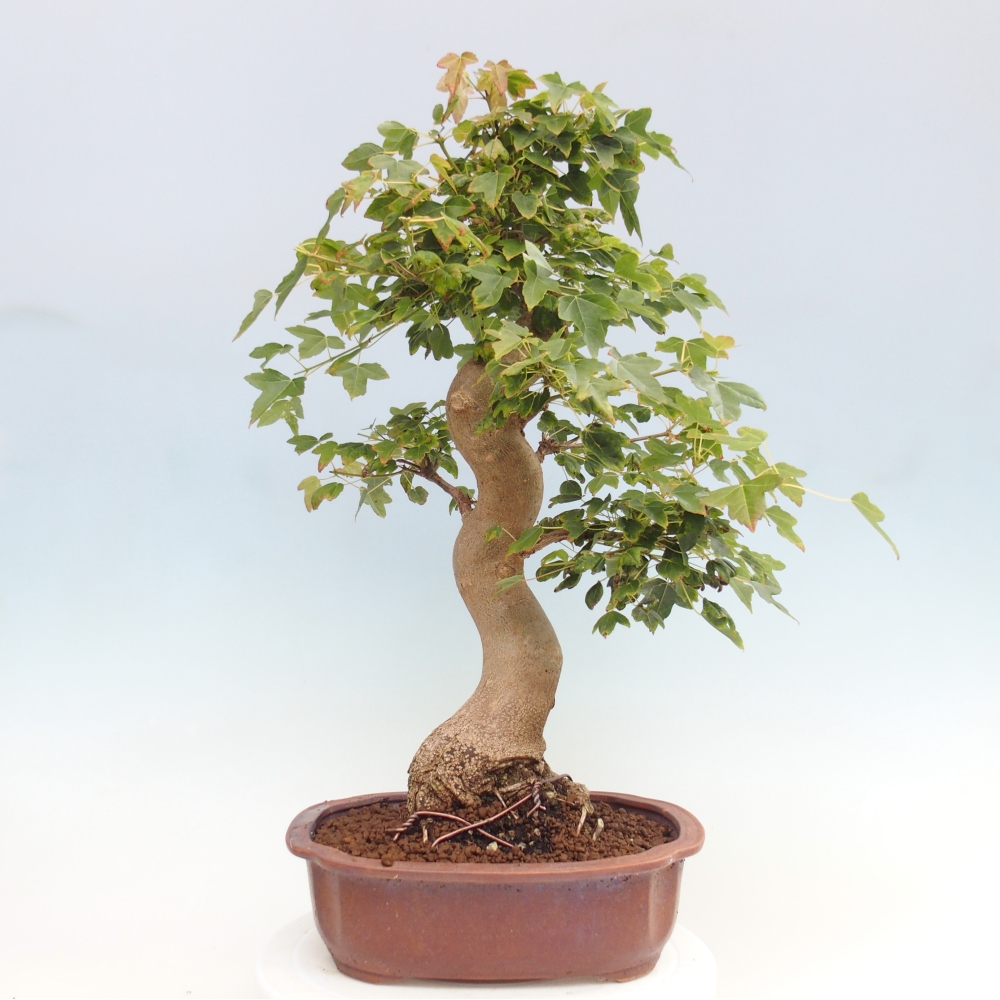 Bonsai da esterno - Acer Buergerianum - Acero di Burger