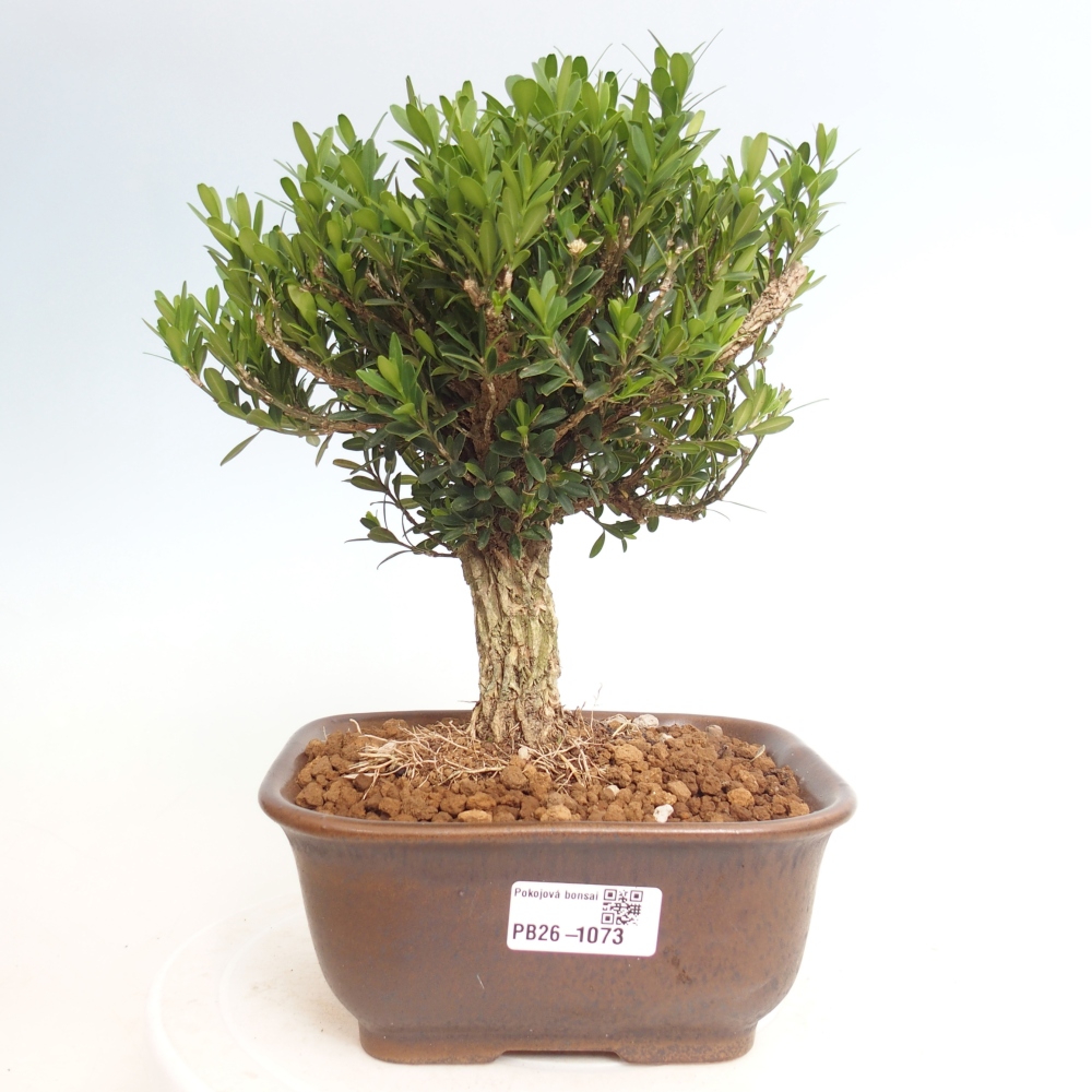 Camera bonsai - Buxus harlandii - buxus da sughero