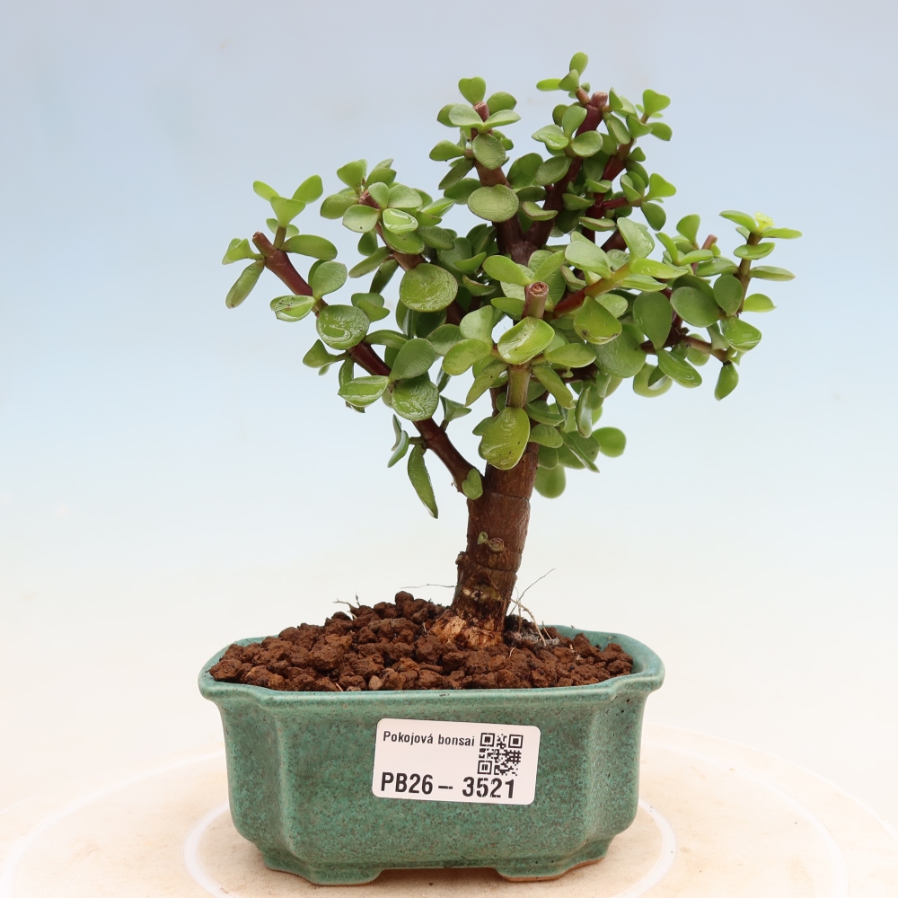 Camera bonsai - Portulakaria Afra - Tlustice