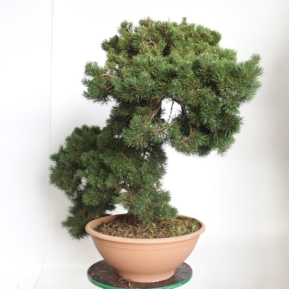Yamadori - Pinus sylvestris Spagna