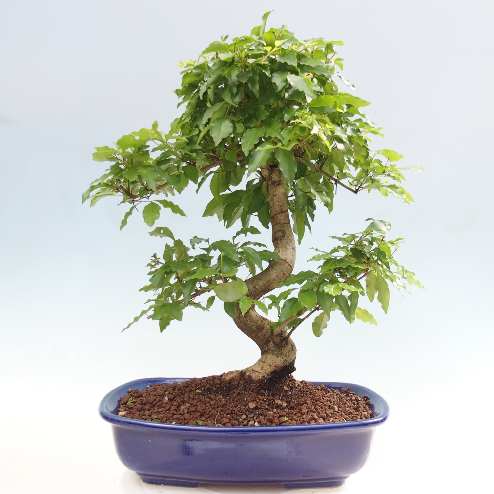 Camera bonsai -Ligustrum chinensis - Becco d'uccello