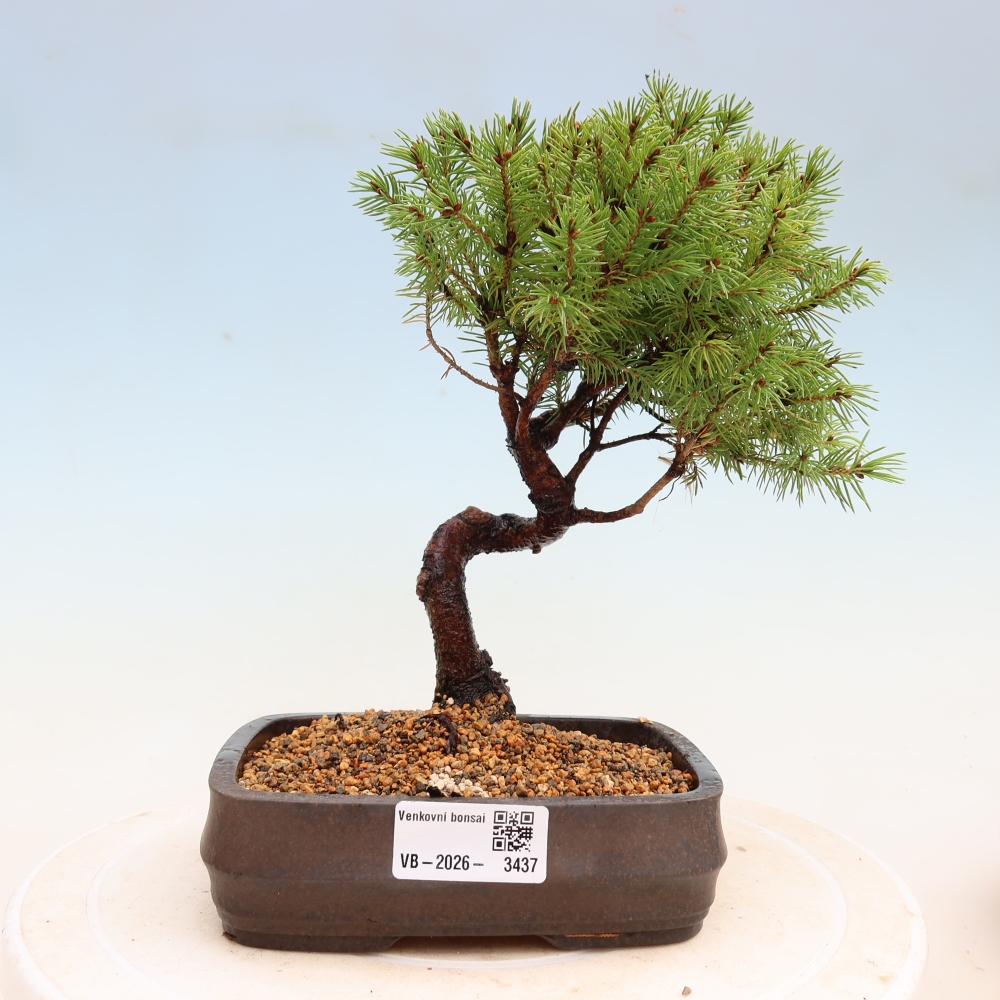Bonsai da esterno - Abete grigio - Picea glauca globe